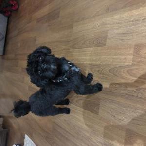 Found Dog Unknown