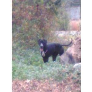 Lost Dog Raz