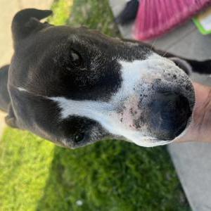 Lost Dog tara