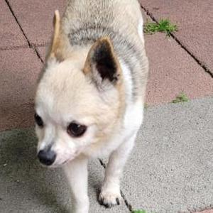 Lost Dog Lobito