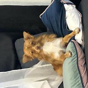 Lost Dog Chiquitin