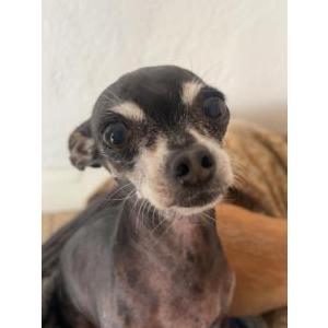 Lost Dog Thumbelina