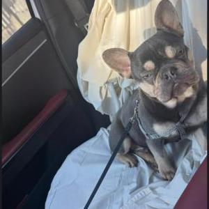 Lost Dog Stitch