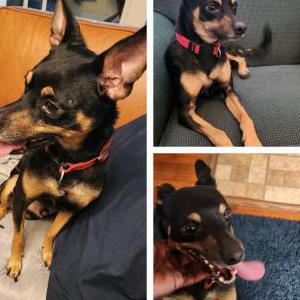 Lost Dog Buddy