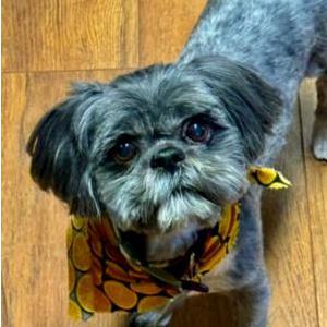 Lost Dog Rocky