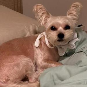 Lost Dog Hennessy