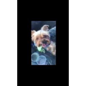 Lost Dog Ellie