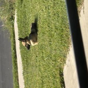Found Dog Unknown