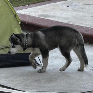 Found Dog Unknown