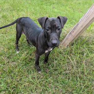 Image of Unknown, Found Dog