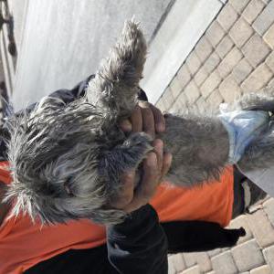 Found Dog Unknown