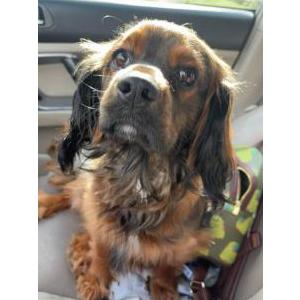 Found Dog Unknown