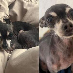 Lost Dog Thumbelina