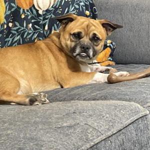 Lost Dog Bean