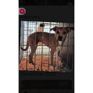 Lost Dog Sugar Pie