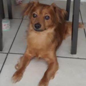 Lost Dog Kogi