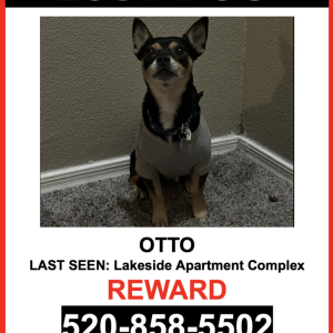 Lost Dog Luna