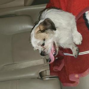 Found Dog Unknown