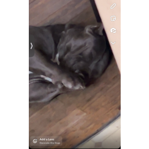 Lost Dog Roxie