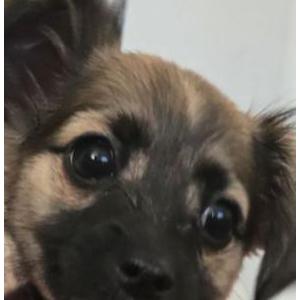 Found Dog Unknown