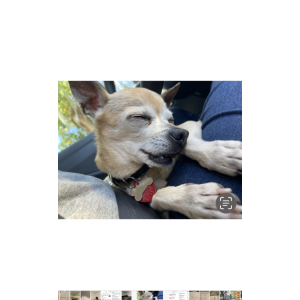 Lost Dog Rockie