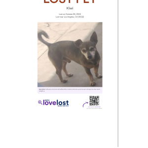Lost Dog Kiwi
