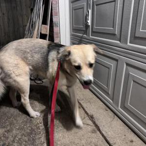 Found Dog Unknown