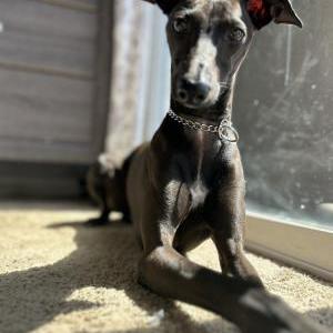 Lost Dog Sev