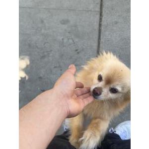 Lost Dog Fluffy