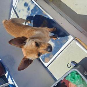 Lost Dog Drexie