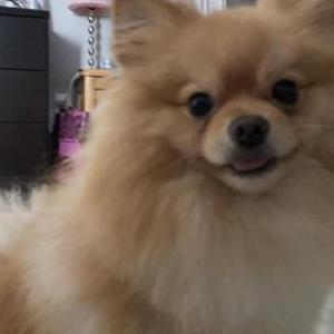 Lost Dog Gabi
