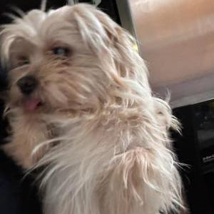 Lost Dog Maya