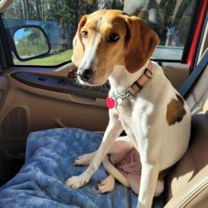 Image of Trudy, Lost Dog