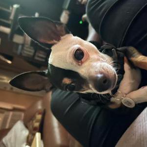 Lost Dog Chico
