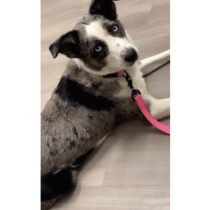 Lost Dog Azul