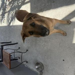 Found Dog Unknown