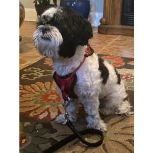 Found Dog Unknown