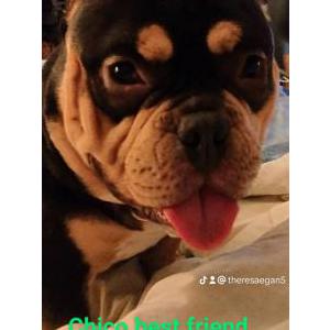 Lost Dog Keno