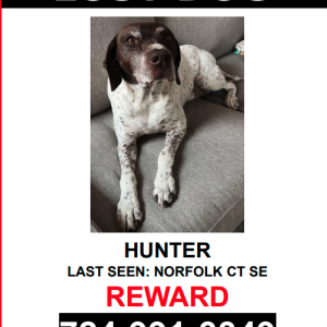 Lost Dog HUNTER