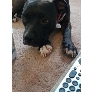 Lost Dog Momma dog