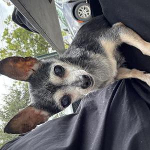 Found Dog Unknown