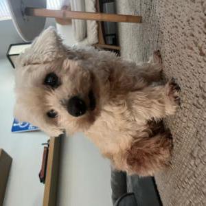 Lost Dog Bailey