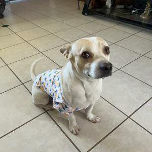 Lost Dog Kilo