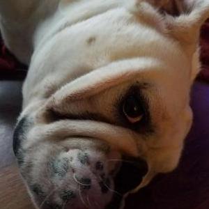 Lost Dog Mr.White