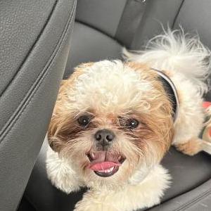 Lost Dog Beethoven
