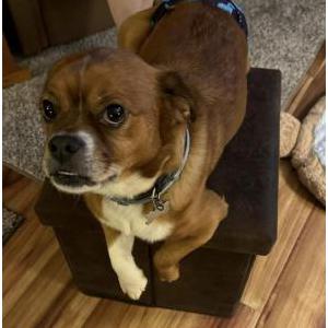Lost Dog Hershey