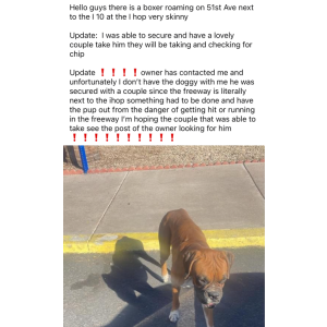 Lost Dog Teo