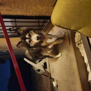 Found Dog Unknown