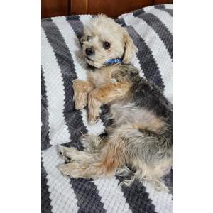 Lost Dog Lucky
