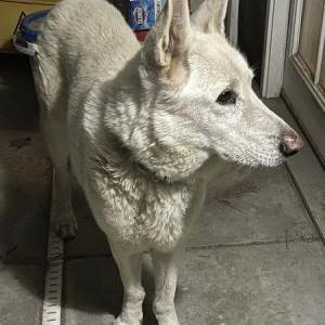 Found Dog UNKOWN